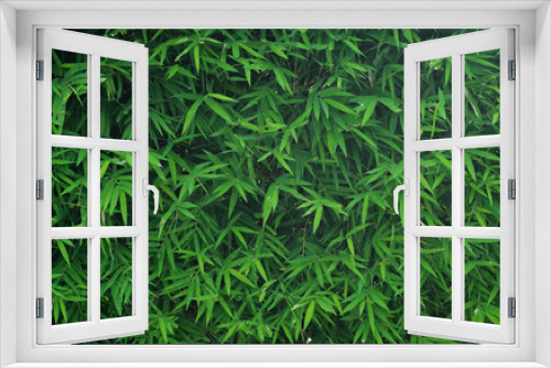 Fototapeta Naklejka Na Ścianę Okno 3D - Bamboo leaves wall,nature background.