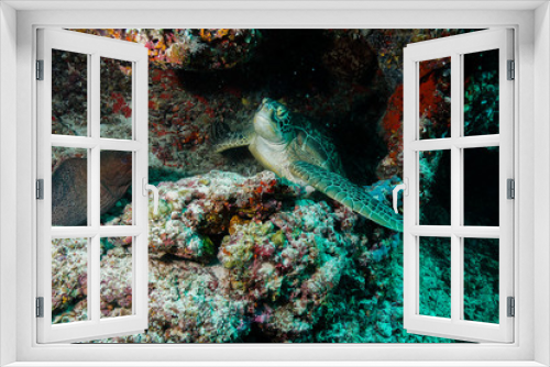 Fototapeta Naklejka Na Ścianę Okno 3D - Sea Turtle at the Maldives