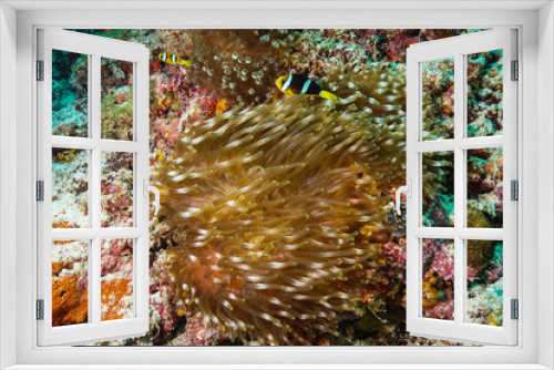 Fototapeta Naklejka Na Ścianę Okno 3D - Anemone coral and fish at the Maldives