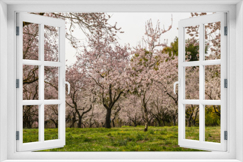 Fototapeta Naklejka Na Ścianę Okno 3D - Almond trees in bloom before spring arrives in Madrid