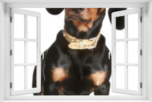 Fototapeta Naklejka Na Ścianę Okno 3D - Black and brown dachshund puppy