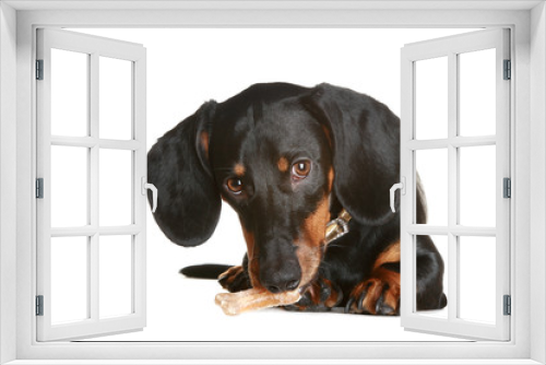 Fototapeta Naklejka Na Ścianę Okno 3D - Black and brown dachshund puppy