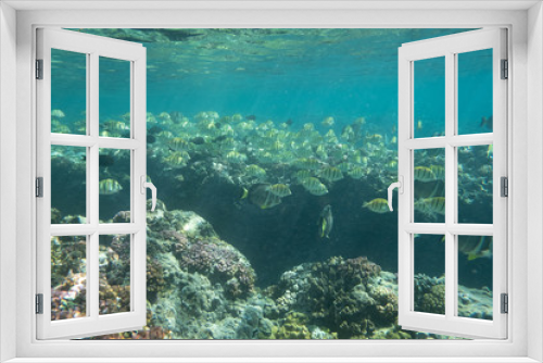 Fototapeta Naklejka Na Ścianę Okno 3D - Tropical coral reef fish