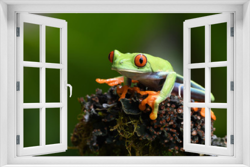 Fototapeta Naklejka Na Ścianę Okno 3D - Red-Eyed Leaf Frog