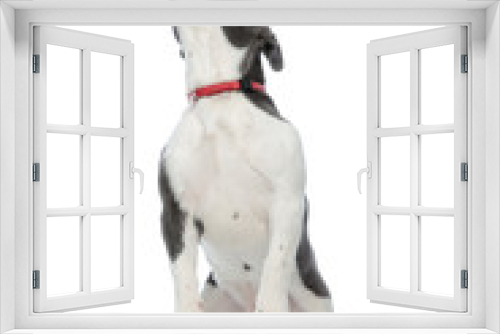 Fototapeta Naklejka Na Ścianę Okno 3D - french bulldog standing on back legs
