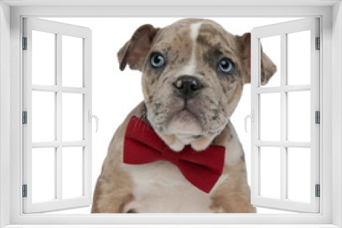 Fototapeta Naklejka Na Ścianę Okno 3D - close up of American bully puppy wearing a bowtie