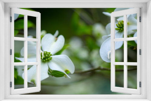 Fototapeta Naklejka Na Ścianę Okno 3D - Dogwood Blooms
