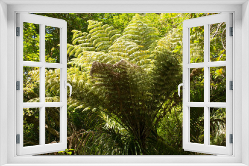 Fototapeta Naklejka Na Ścianę Okno 3D - Mighty fern tree in closeup view in the wilderness of New Zealand