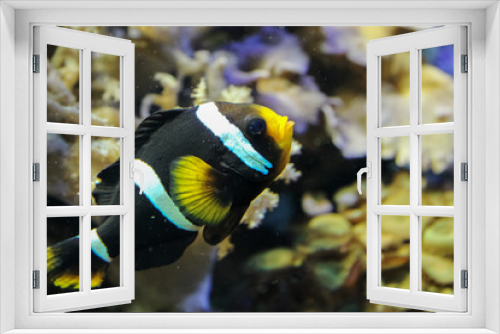 Fototapeta Naklejka Na Ścianę Okno 3D - black fish with white and yellow stripes