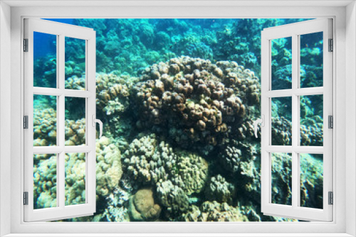 Fototapeta Naklejka Na Ścianę Okno 3D - coral bleaching from global warming