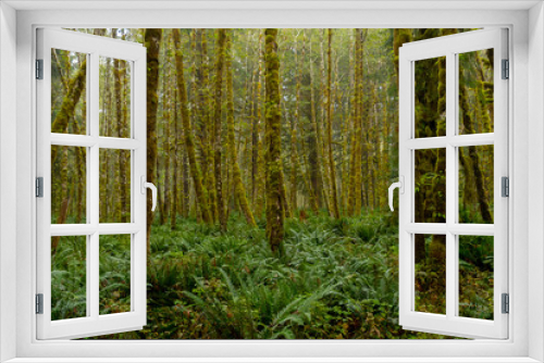 Fototapeta Naklejka Na Ścianę Okno 3D - Misty Green Forest with Ferns Covering Ground