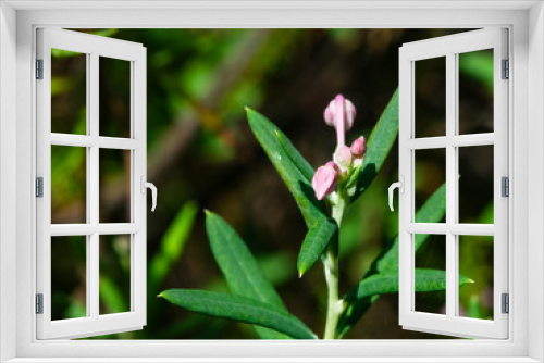 Fototapeta Naklejka Na Ścianę Okno 3D - Flower Bog rosemary or Andromeda polifolia close-up, selective focus, shallow DOF