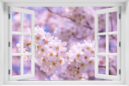 Fototapeta Naklejka Na Ścianę Okno 3D - 桜