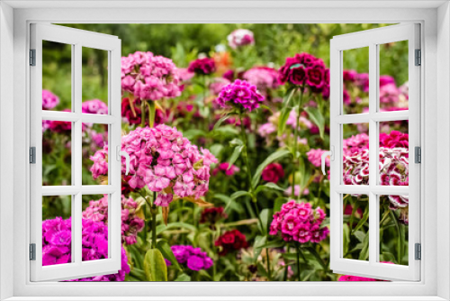 Fototapeta Naklejka Na Ścianę Okno 3D - In the garden grow beautiful colorful, bright flowers.  Turkish carnation