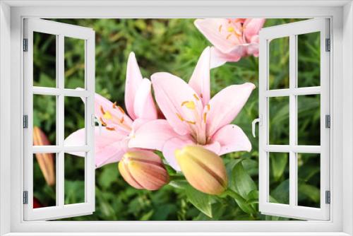Fototapeta Naklejka Na Ścianę Okno 3D - Pink Lily flower growing in the garden. Closeup.