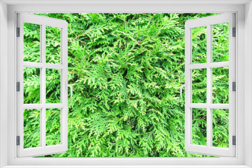 Fototapeta Naklejka Na Ścianę Okno 3D - background of green plants