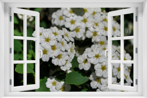 Fototapeta Naklejka Na Ścianę Okno 3D - Flower (Spiraea nipponica-flowering shrubs)
