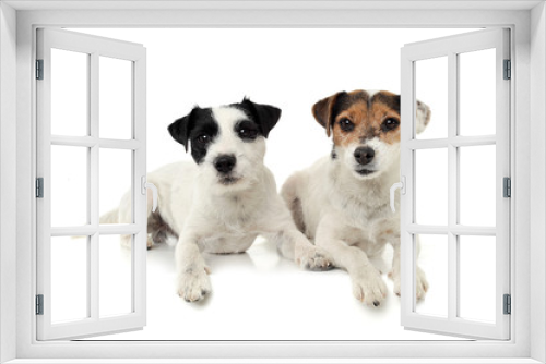 Fototapeta Naklejka Na Ścianę Okno 3D - Two adorable Parson Russell Terrier lying on white background