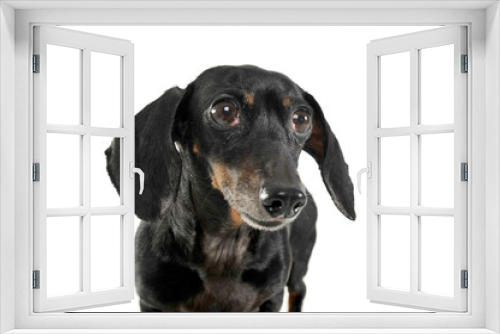 Fototapeta Naklejka Na Ścianę Okno 3D - Black and tan short haired dachshund portrait in white studio