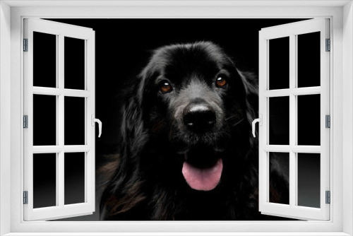 Fototapeta Naklejka Na Ścianę Okno 3D - Nice Newpoungland dog portorait in a dark photo studio background