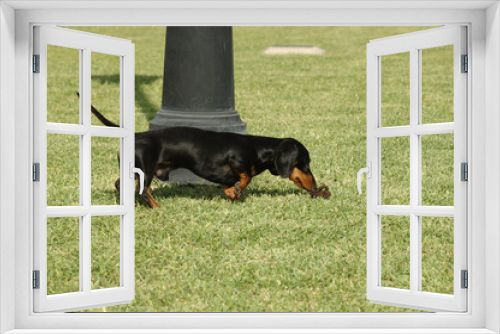 Fototapeta Naklejka Na Ścianę Okno 3D - Kaninchen dachshund black smooth haired walking through the park smelling stool