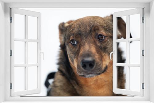 Fototapeta Naklejka Na Ścianę Okno 3D - Winter portrait of a crossbreed dog