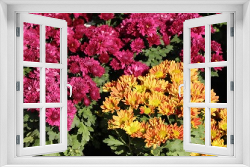 Fototapeta Naklejka Na Ścianę Okno 3D - Chrysanthemums flower is beautiful in the garden
