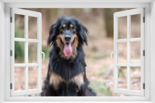 Fototapeta Naklejka Na Ścianę Okno 3D - nice dog hovawart guarding breed from germany