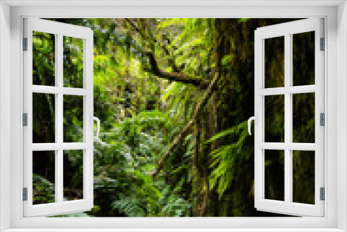 Fototapeta Naklejka Na Ścianę Okno 3D - Laurisilva forest in La Palma, Canary Islands, Spain