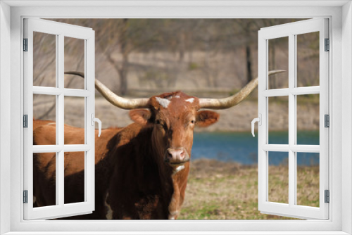 Fototapeta Naklejka Na Ścianę Okno 3D - Texas Longhorn cow in rural farm pasture looking at camera with large horns.