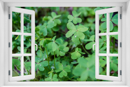 Fototapeta Naklejka Na Ścianę Okno 3D - Green clover field green lucky background
