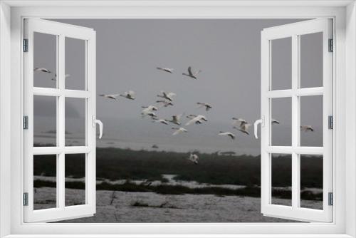 Fototapeta Naklejka Na Ścianę Okno 3D -  Migratory bird swans wintering in this inner lake, dongting lake