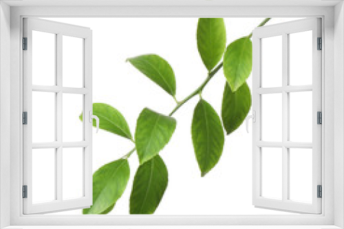 Fototapeta Naklejka Na Ścianę Okno 3D - Branch of tropical citrus plant with leaves isolated on white