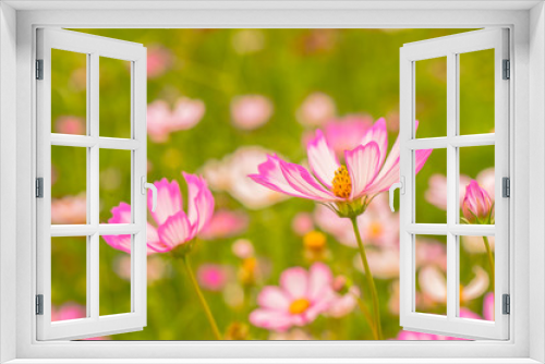 Fototapeta Naklejka Na Ścianę Okno 3D - Colorful flowers 8