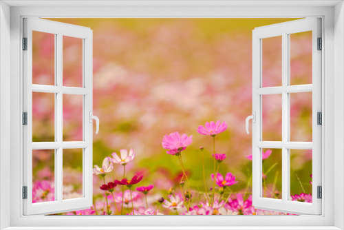 Fototapeta Naklejka Na Ścianę Okno 3D - Colorful flowers 13