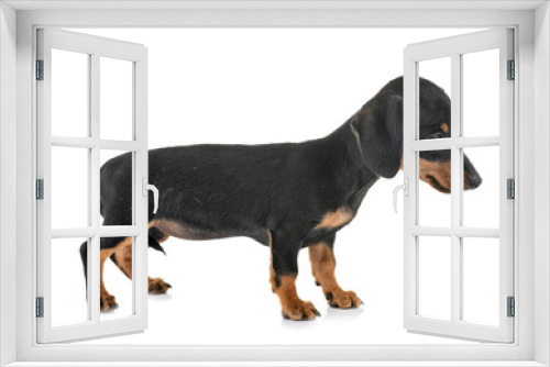 Fototapeta Naklejka Na Ścianę Okno 3D - puppy miniature dachshund
