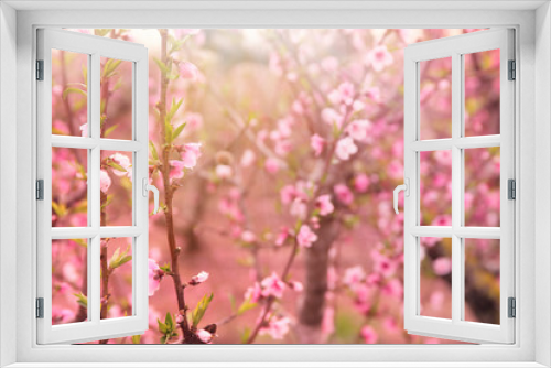 Fototapeta Naklejka Na Ścianę Okno 3D - background of spring blossom tree with pink beautiful flowers. selective focus