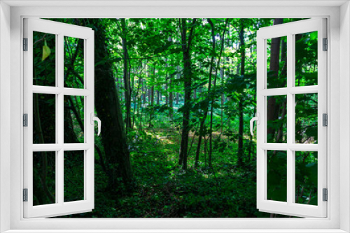 Fototapeta Naklejka Na Ścianę Okno 3D - Dark Forest