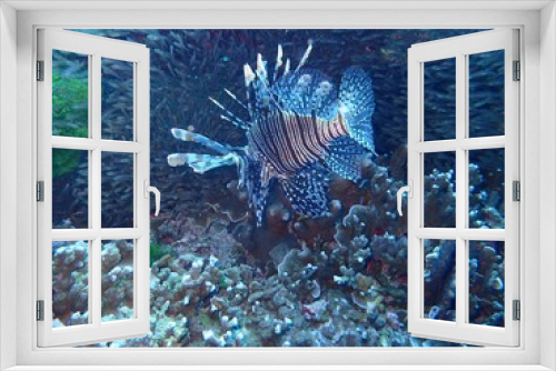 Fototapeta Naklejka Na Ścianę Okno 3D - 透明な小魚の中を泳ぐミノカサゴ