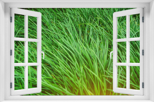 Fototapeta Naklejka Na Ścianę Okno 3D - closeup of green grass, Leaves green grass for background, Natural background of high grass. Green grass texture.