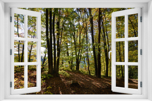 Fototapeta Naklejka Na Ścianę Okno 3D - trees at the edge of a forest in backlit in autumn