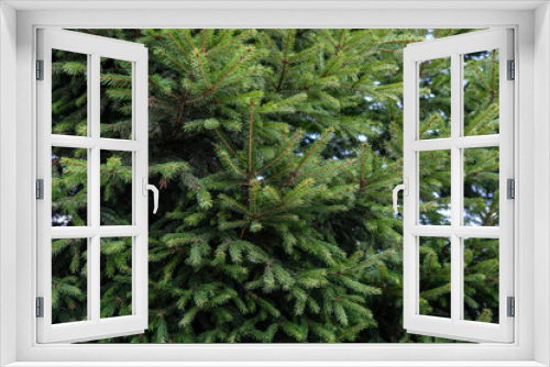 Fototapeta Naklejka Na Ścianę Okno 3D - fluffy fir tree brunch close up