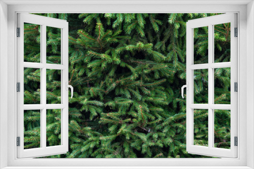Fototapeta Naklejka Na Ścianę Okno 3D - pine tree branches background