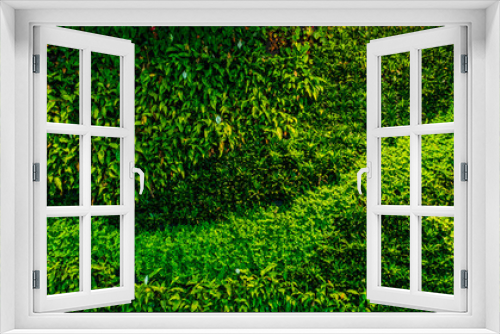 Fototapeta Naklejka Na Ścianę Okno 3D - Panorama of decorative green wall plants and leaves, providing oxygen in office