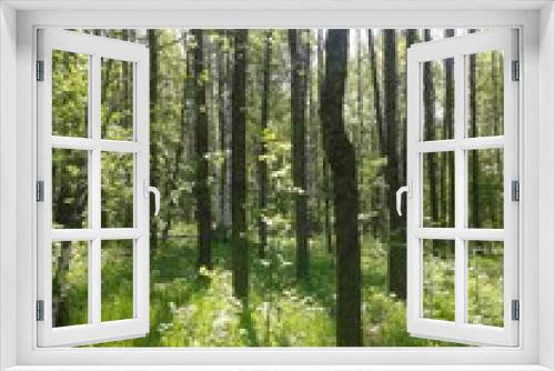 Fototapeta Naklejka Na Ścianę Okno 3D - природа