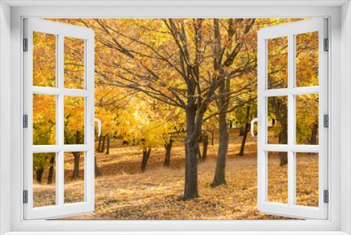 Fototapeta Naklejka Na Ścianę Okno 3D - Autumn maple leaves carpet