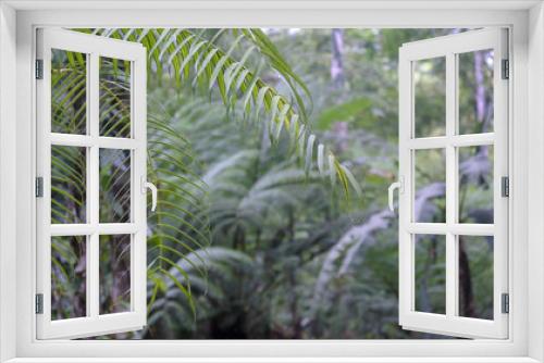 Fototapeta Naklejka Na Ścianę Okno 3D - Tropical tree fern forest