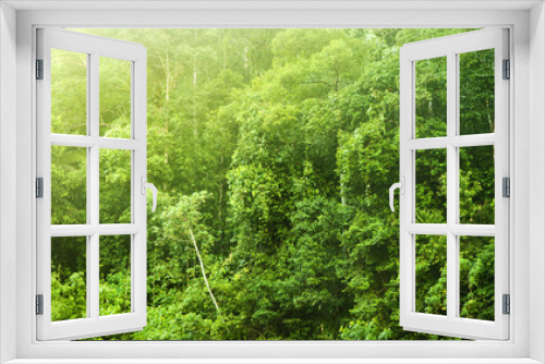 Fototapeta Naklejka Na Ścianę Okno 3D - Tropical forest
