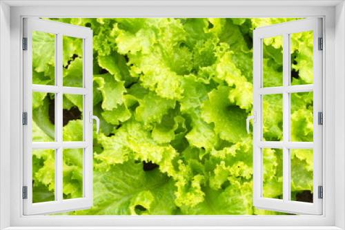 Fototapeta Naklejka Na Ścianę Okno 3D - Close-up Green Leaf Lettuce from Countryside Farm with Natural Light in the morning. Thailand in 2019