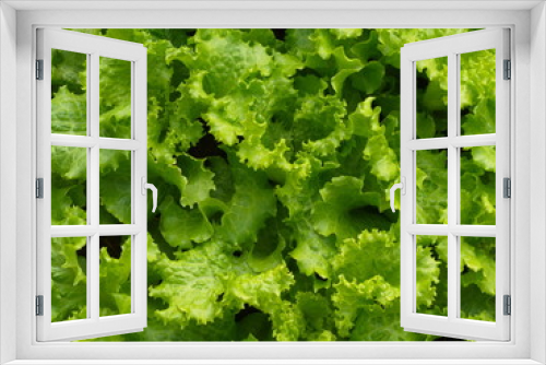 Fototapeta Naklejka Na Ścianę Okno 3D - Close-up Green Leaf Lettuce from Countryside Farm with Natural Light in the morning. Thailand in 2019
